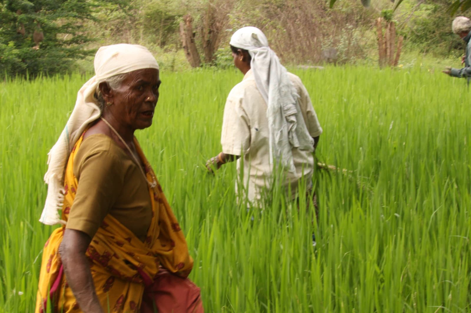 Representative image · Photo: फ़ोटो: Vinoth offl / Wikimedia Commons, CC BY-SA 4.0