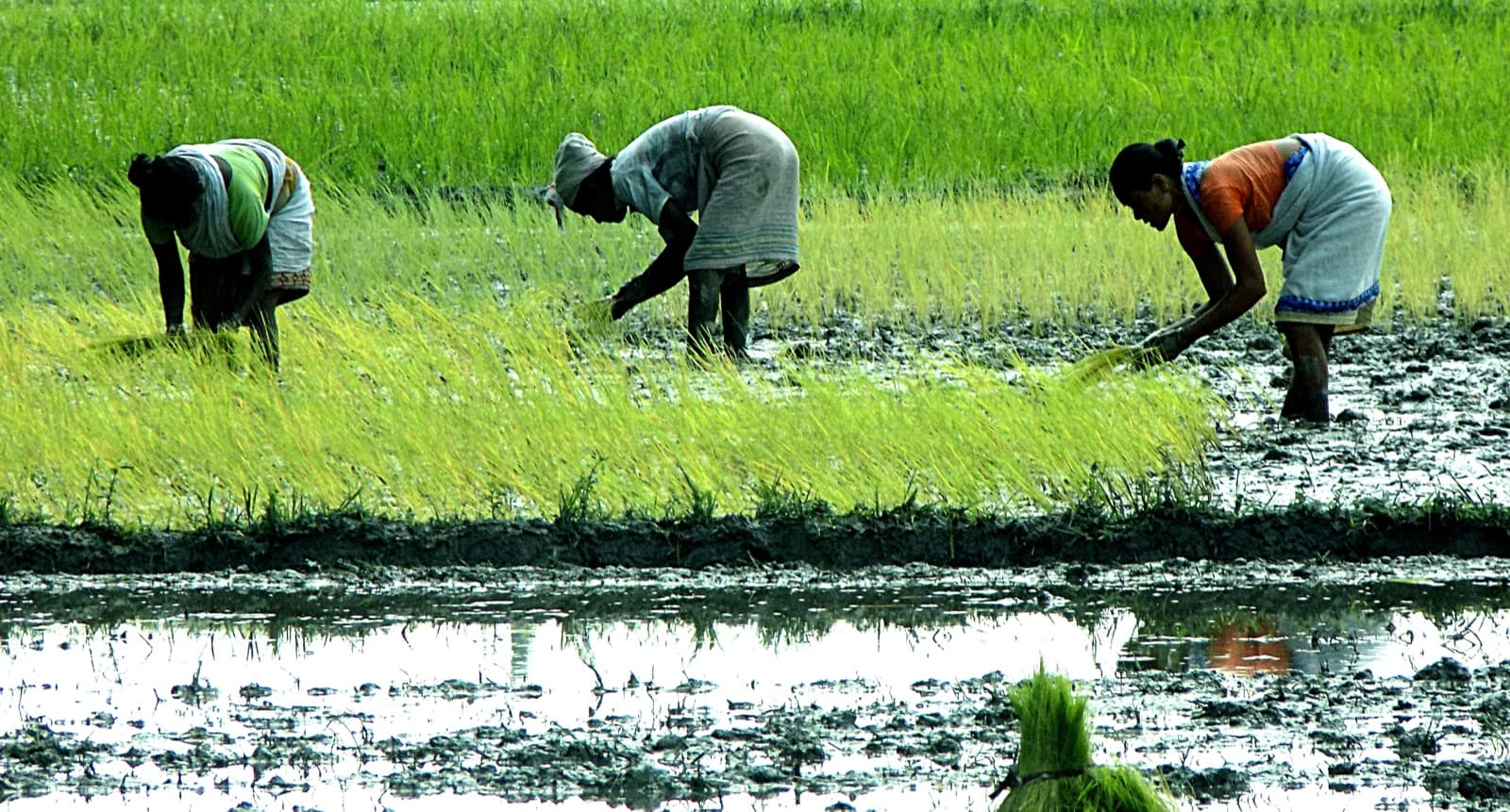 Representative image · Photo: फ़ोटो: Ishanjyotibora / Wikimedia Commons, CC BY-SA 4.0