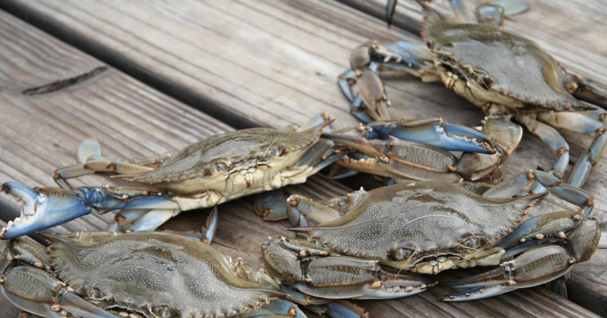 Representative image · Photo: ncseagrant.ncsu.edu