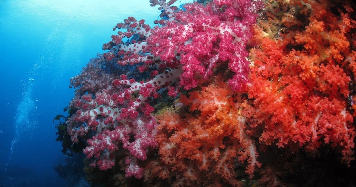Representative image · Photo: imgs.mongabay.com